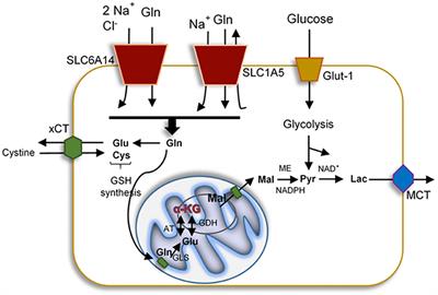 The Glutamate System as a Crucial Regulator of CNS Toxicity and Survival of HIV Reservoirs